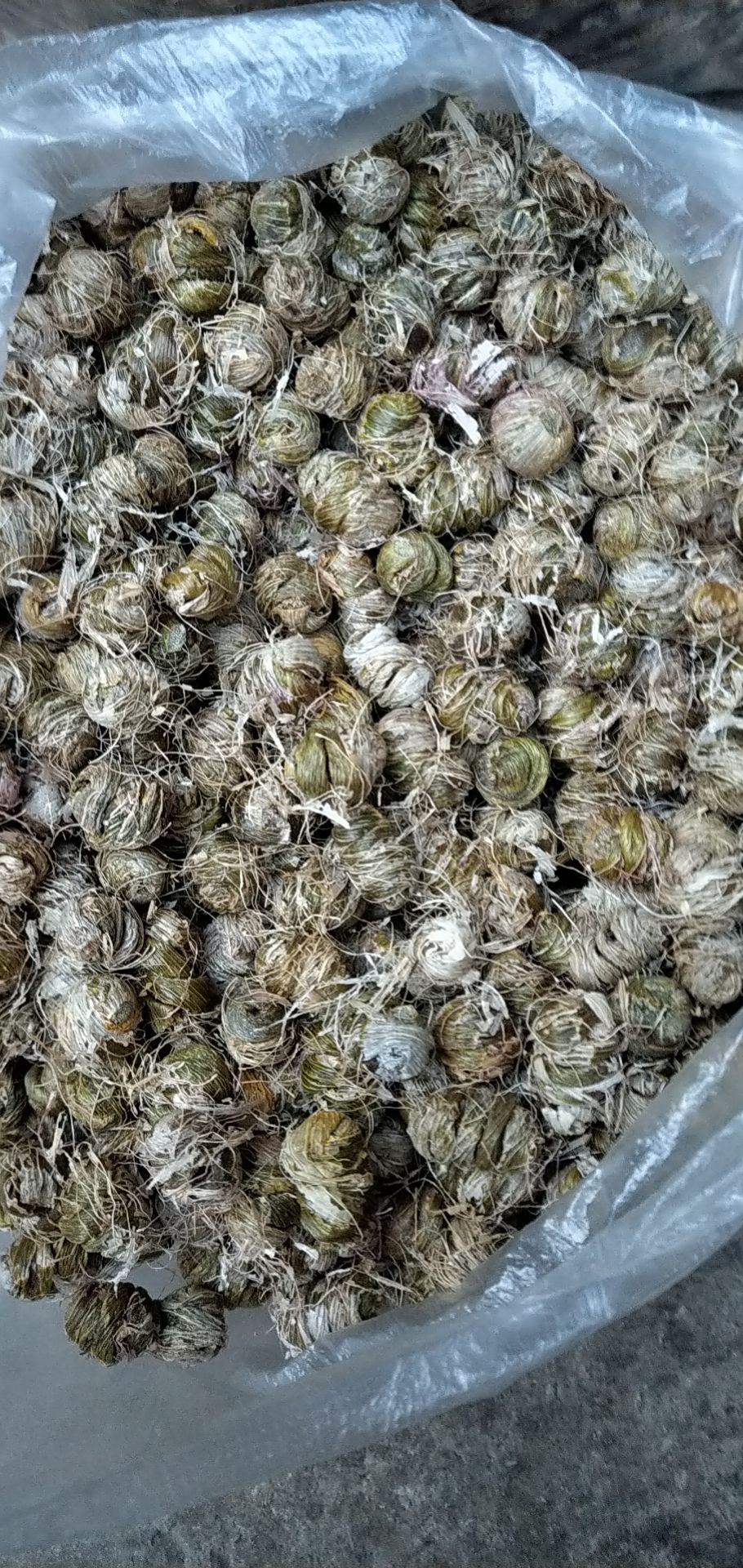 珍虫石斛 紫皮石斛