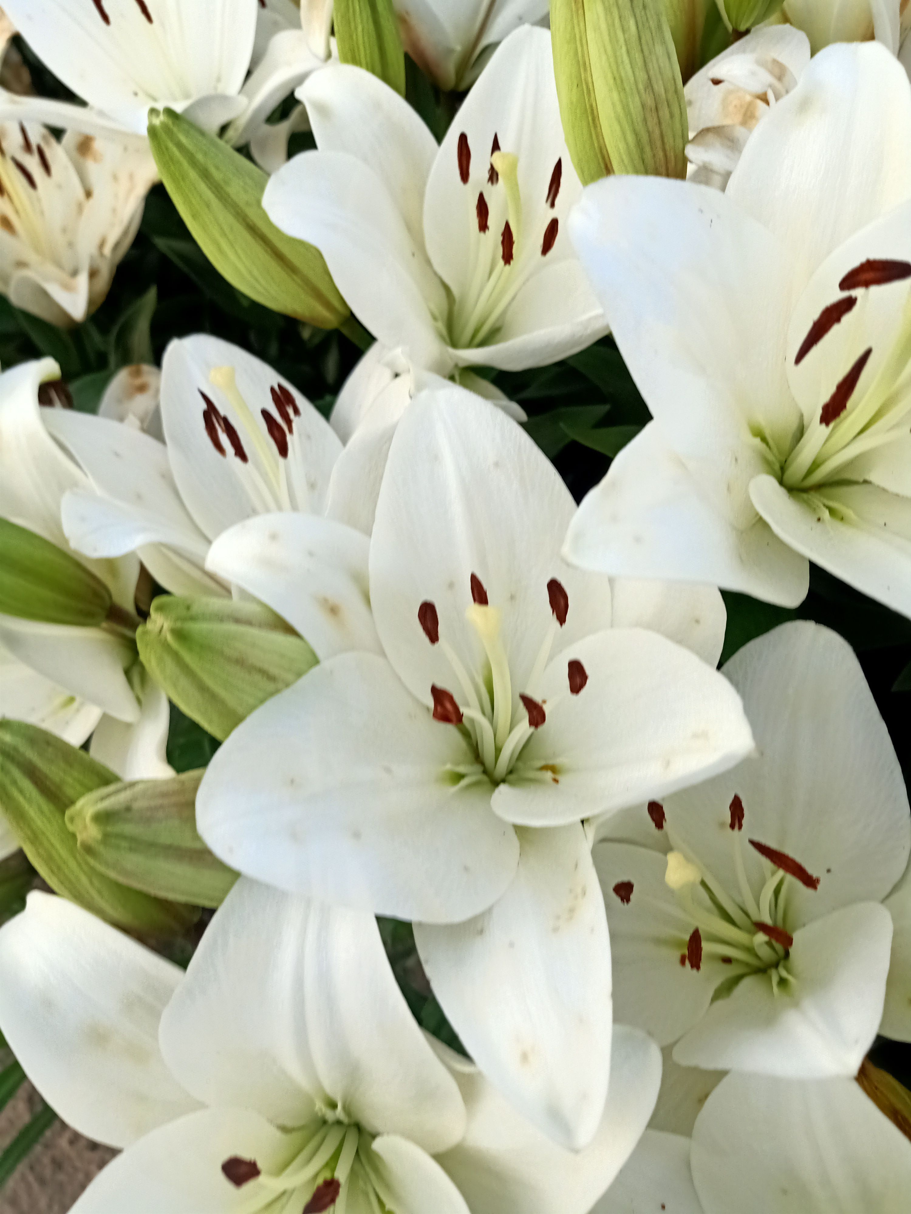 百合花  球单头，花双头，绿化用的亚洲百合