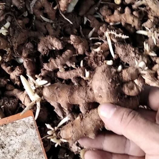 成都黄精种苗 黄精块茎，产量高，块头大，出苗率95以上