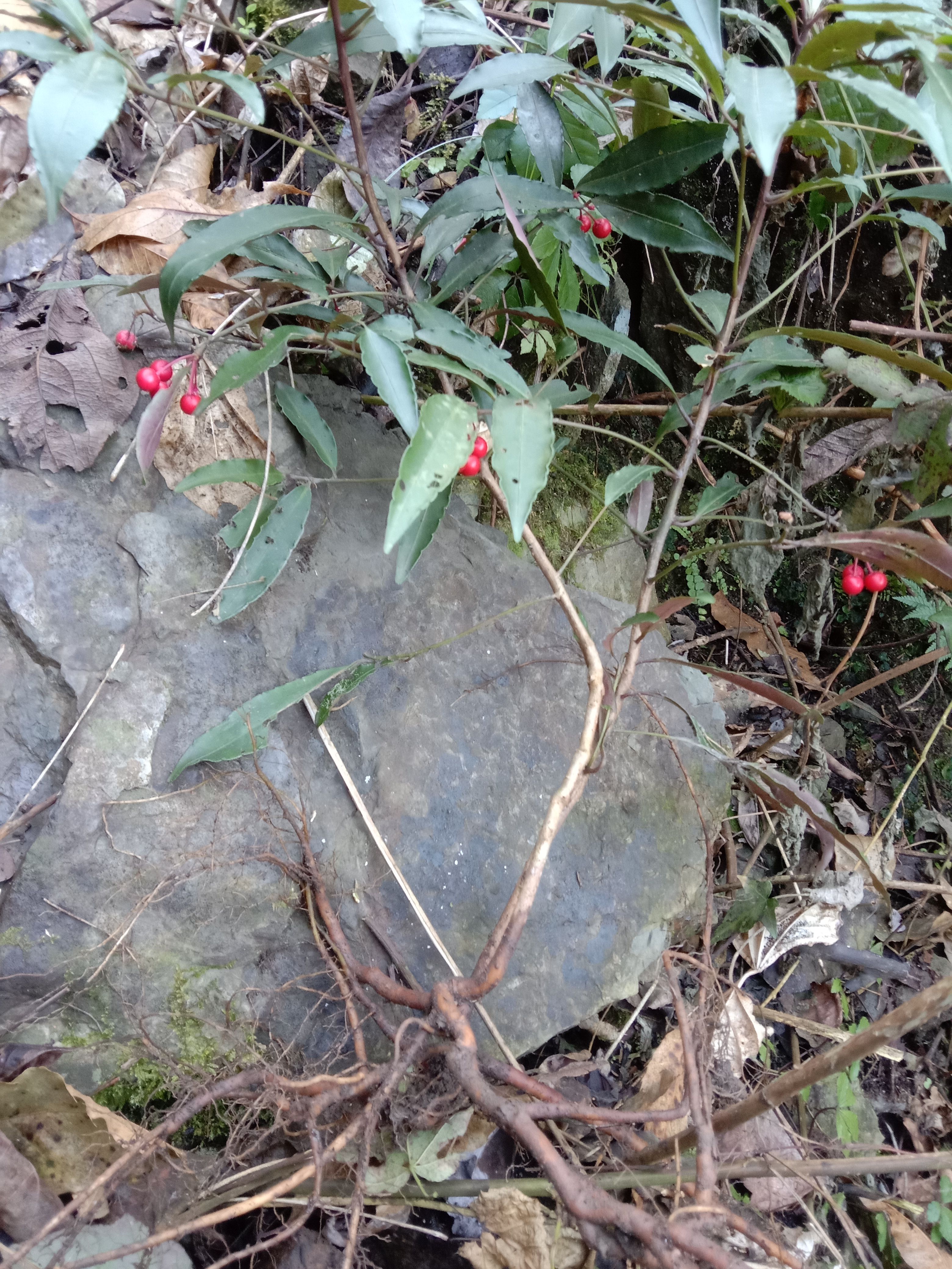 大罗伞 八爪金龙，朱砂梅，朱砂根，富贵仔，入药，盆景，鲜货