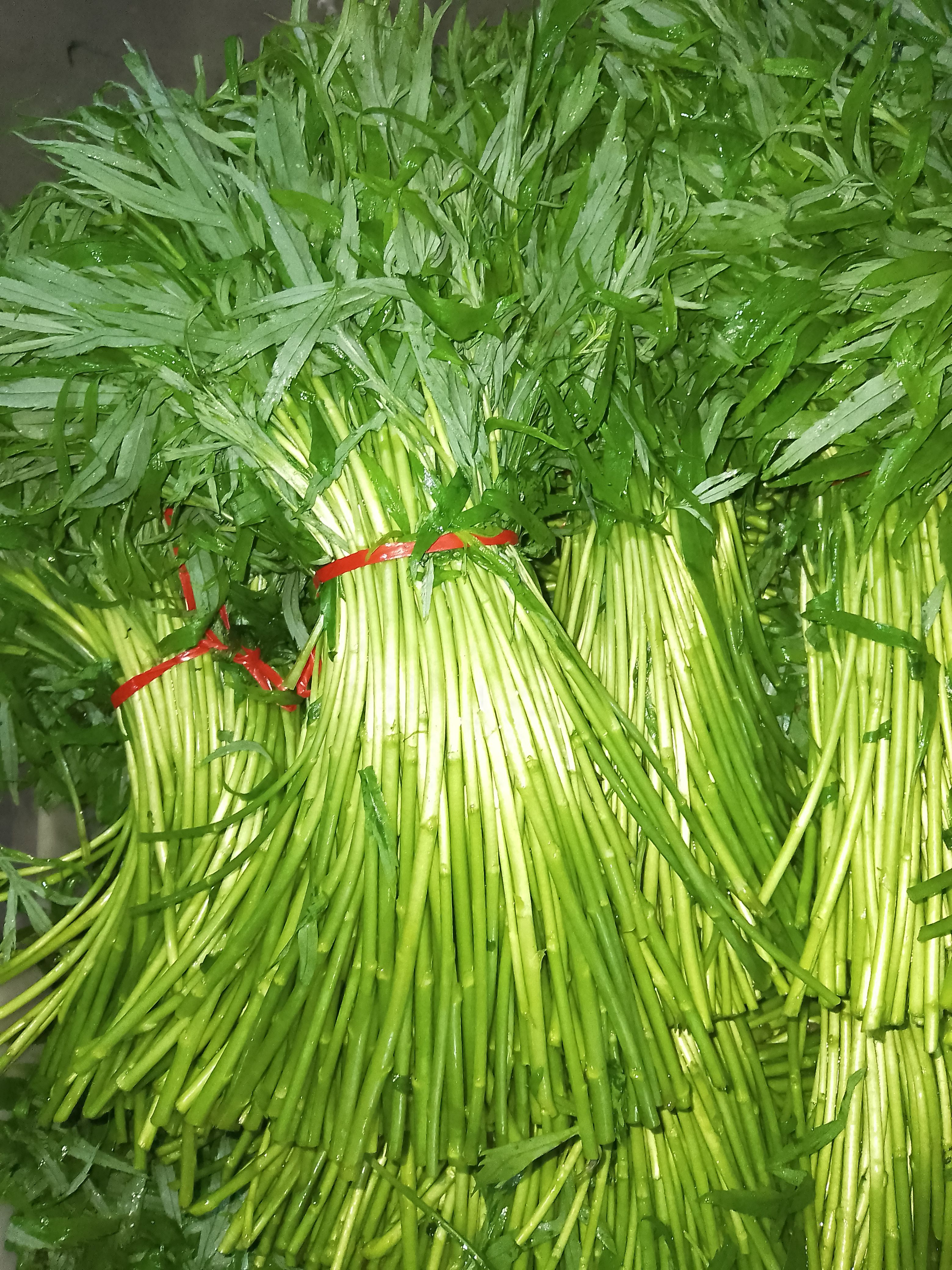  青蒿