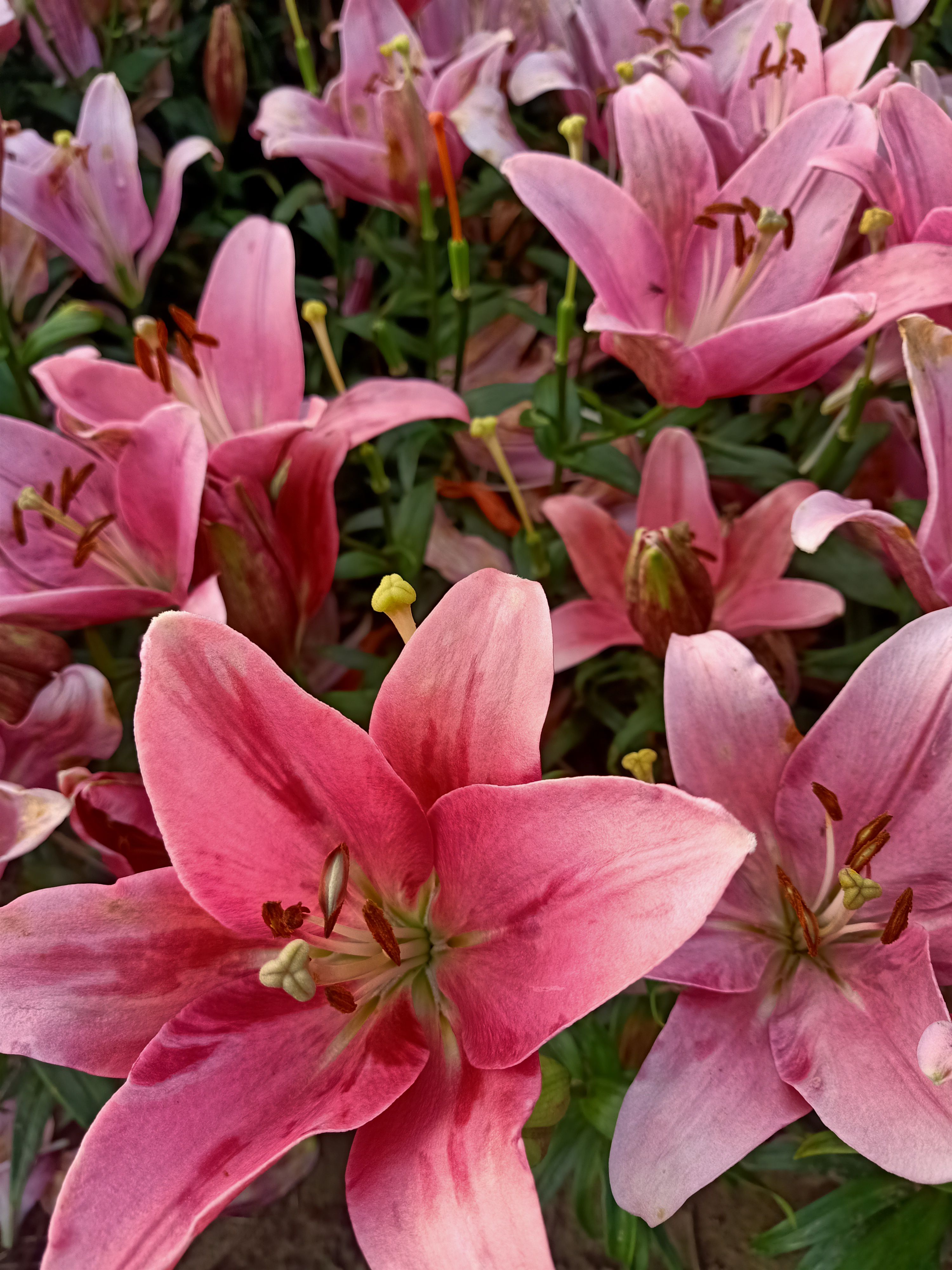 百合花  球单头，花双头，绿化用的亚洲百合