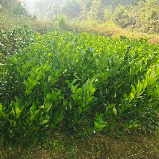 永兴县冰糖橙树苗 嫁接苗 0.4~07米