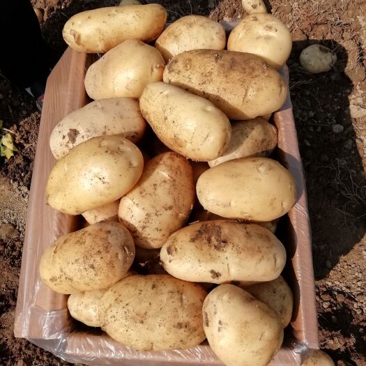 芒市丽薯6号 质量极优