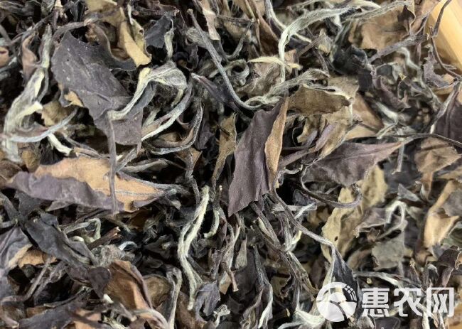 陈年糯韵枣香老白茶500g