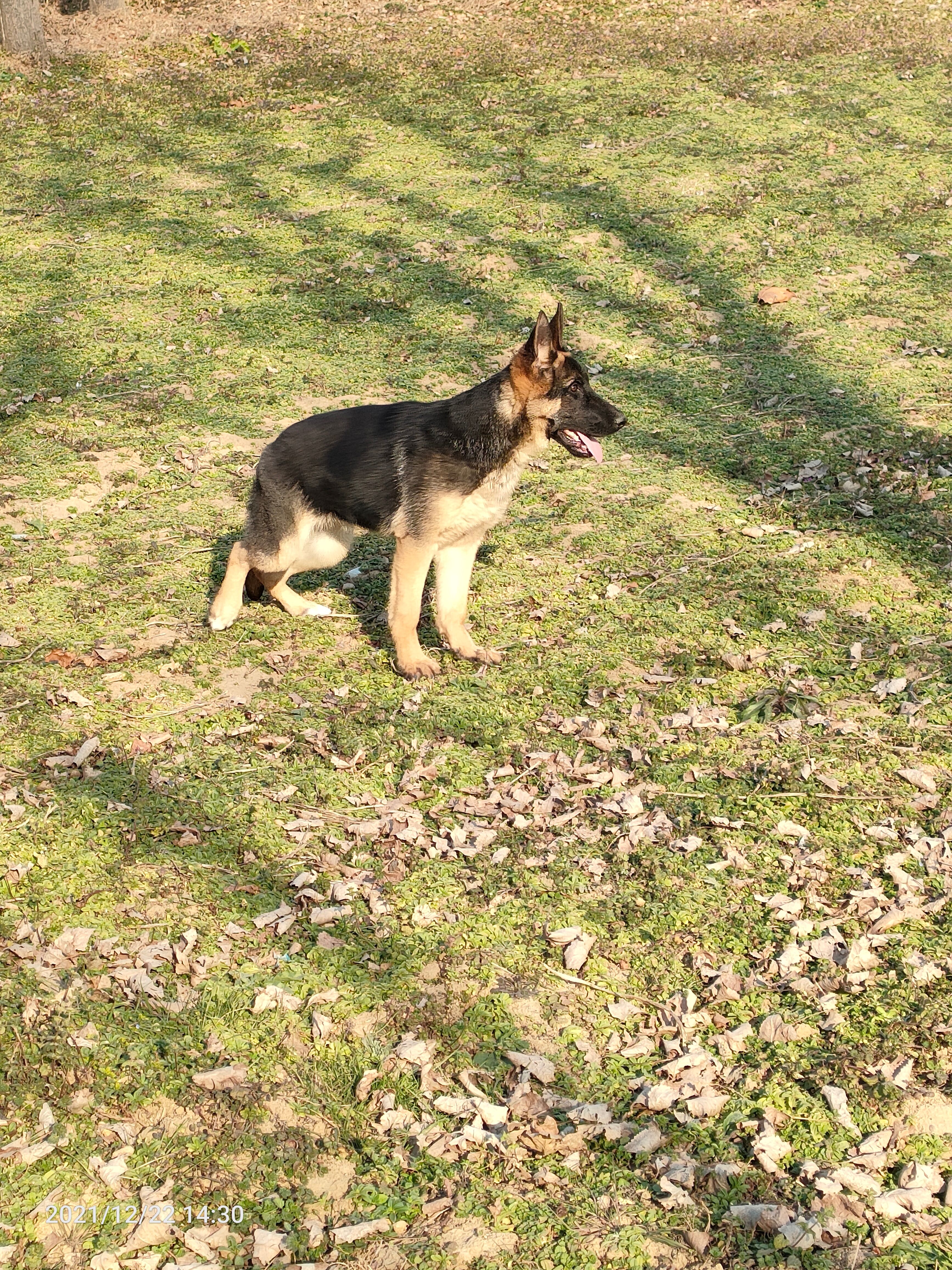 黑背犬 德牧黑贝赛级德牧牧羊人4个月母40斤左右