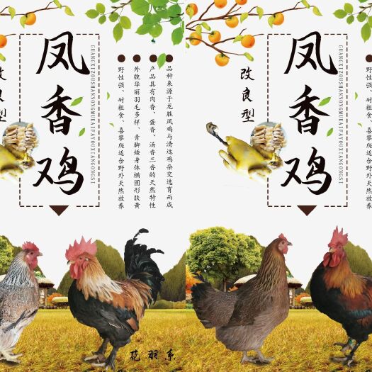 融安县跑山鸡凤香土鸡，保证养足180天，纯谷物山泉水散养。