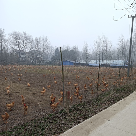 铜陵土鸡 皖江铜老母鸡