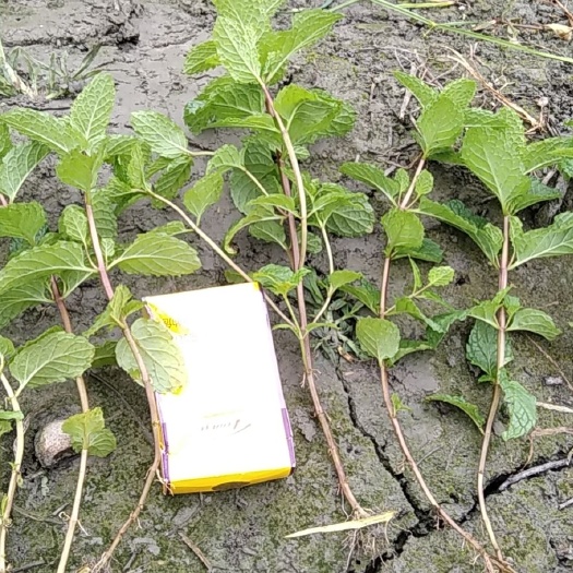 薄荷种子 薄荷是一种有特种经济价值的芳香作物，中华常用中药之