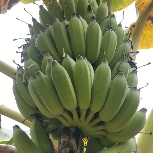 安龙县 小米蕉  西贡蕉  粉蕉