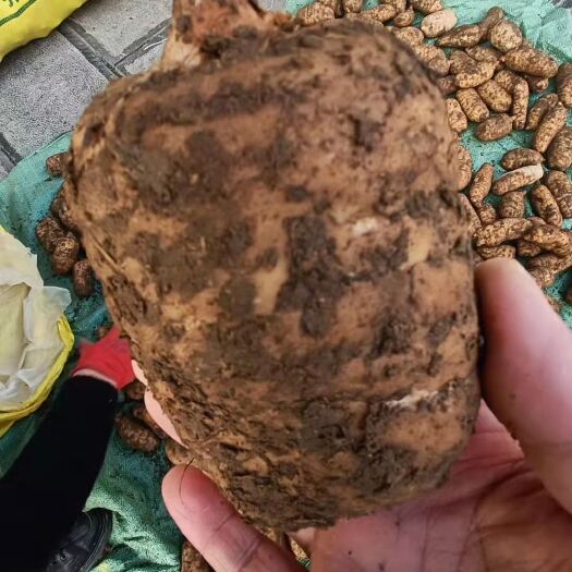 鲁甸县 小草坝天麻