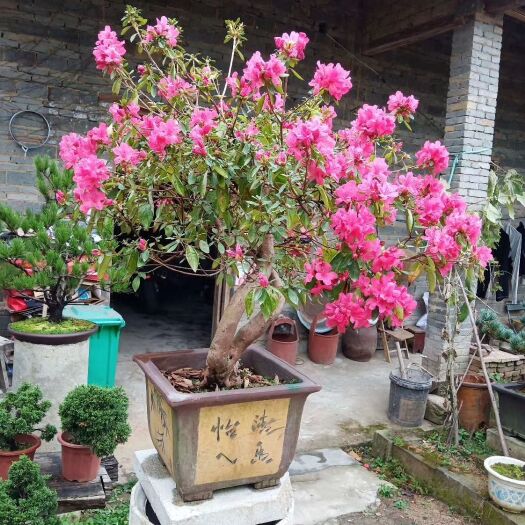 岳西县杜鹃花