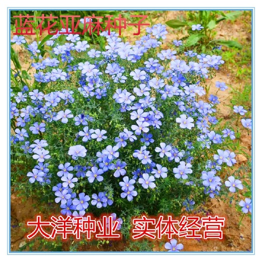 蓝花亚麻种子耐寒耐旱多年生宿根花卉种子园林绿化室外景观花坛