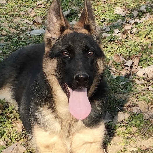 舞钢市黑背犬 德牧黑贝赛级德牧牧羊人4个月母40斤左右