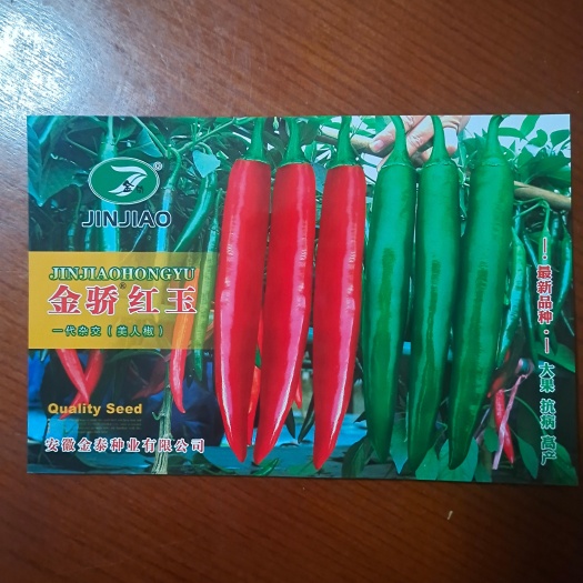 【精品苗】辣椒苗美人椒苗早期深青色果，后期鲜红色果抗病
