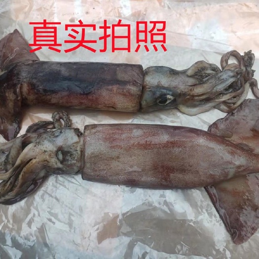 舟山枪乌贼 整只鱿鱼
 