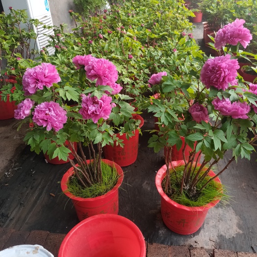 菏泽观赏牡丹花春节期间开花。重瓣牡丹芍药花开富贵