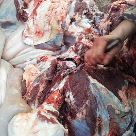 定襄县牛肉 现宰活牛