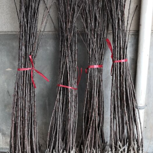 咸阳M26矮化砧木  矮化砧M26/M9-T337