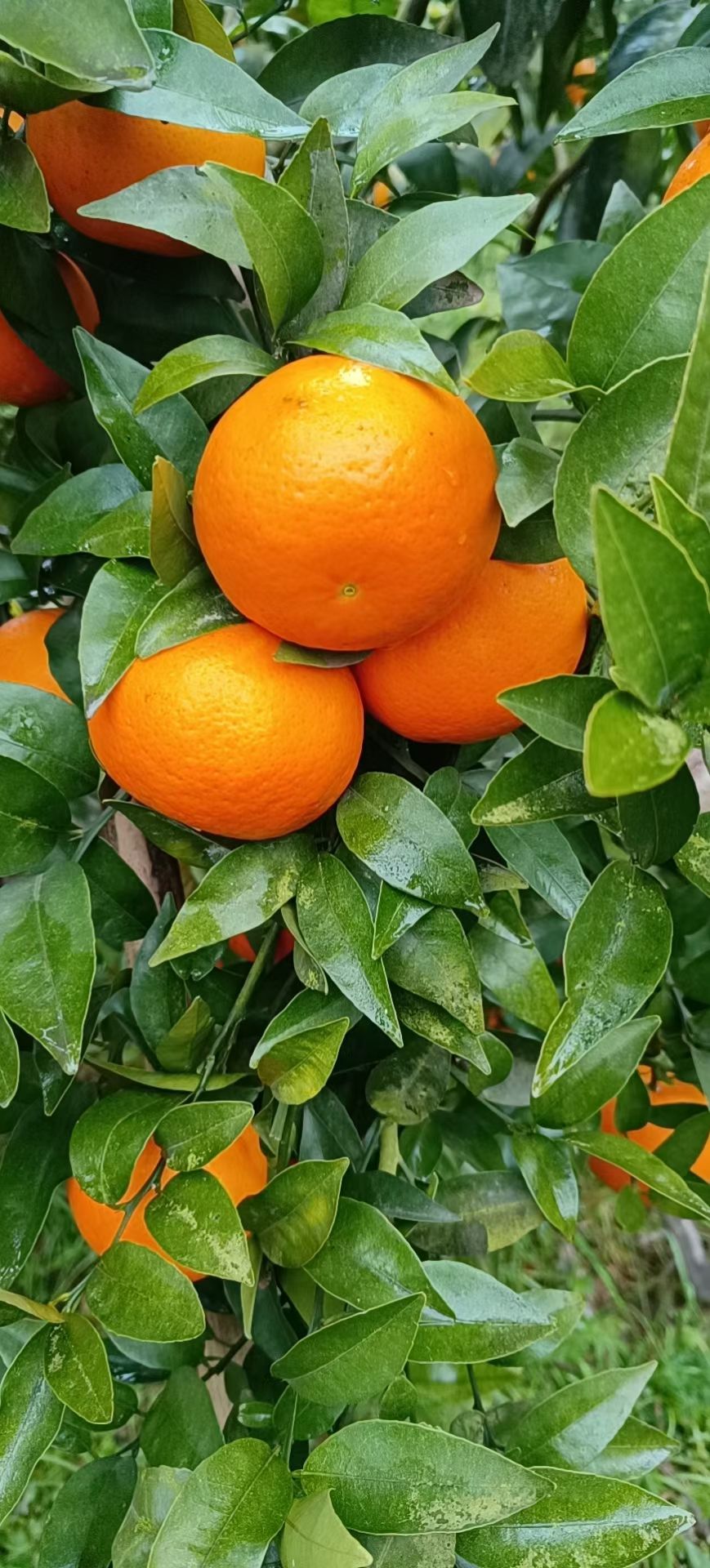  沃柑大量上市了，童少无欺，有需要的老板可以联系我