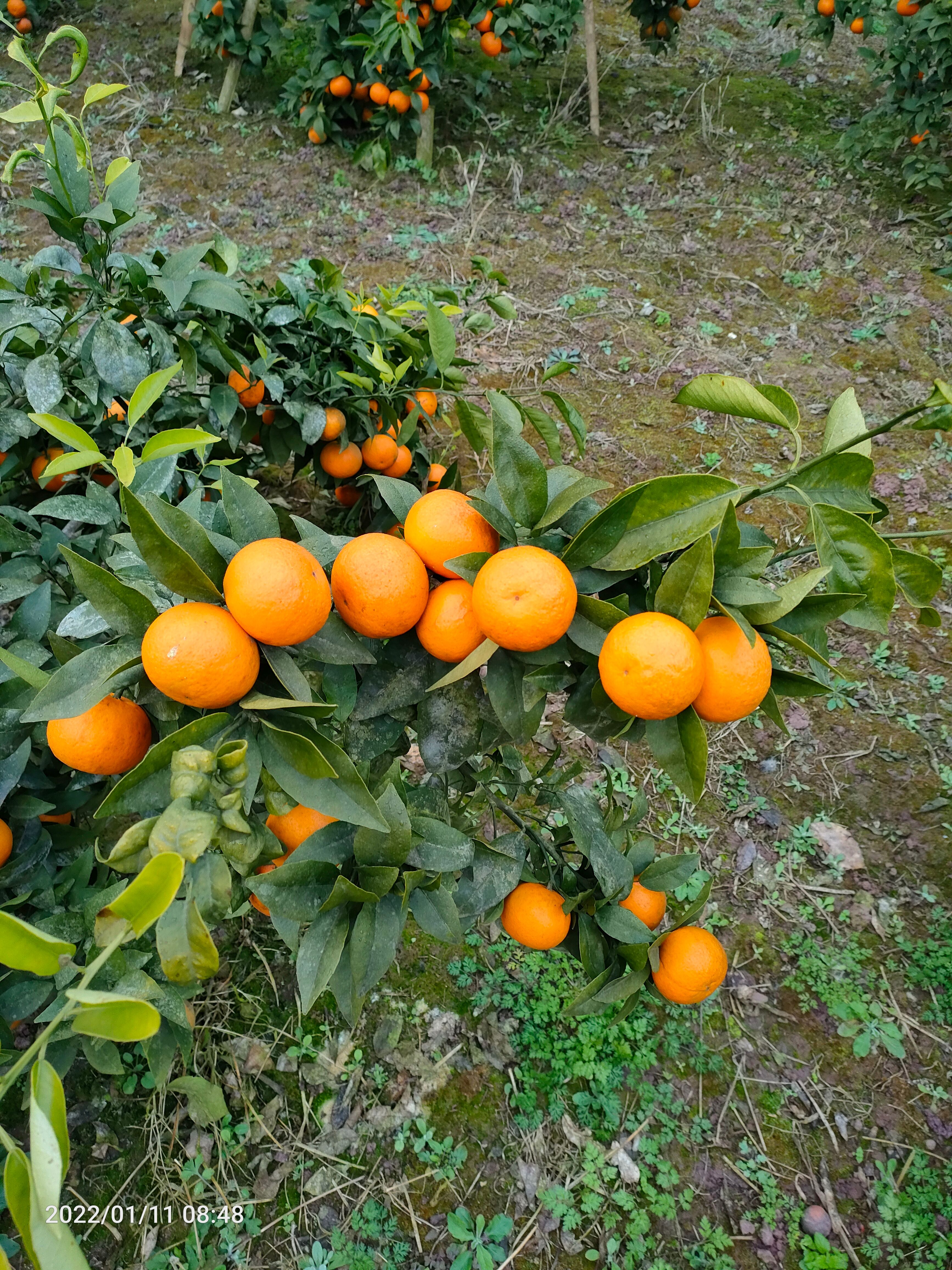  沃柑大量上市了，童少无欺，有需要的老板可以联系我