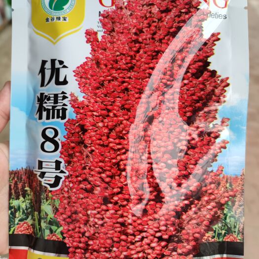 余干县优糯8号高粱种子，200克，亩产1500斤