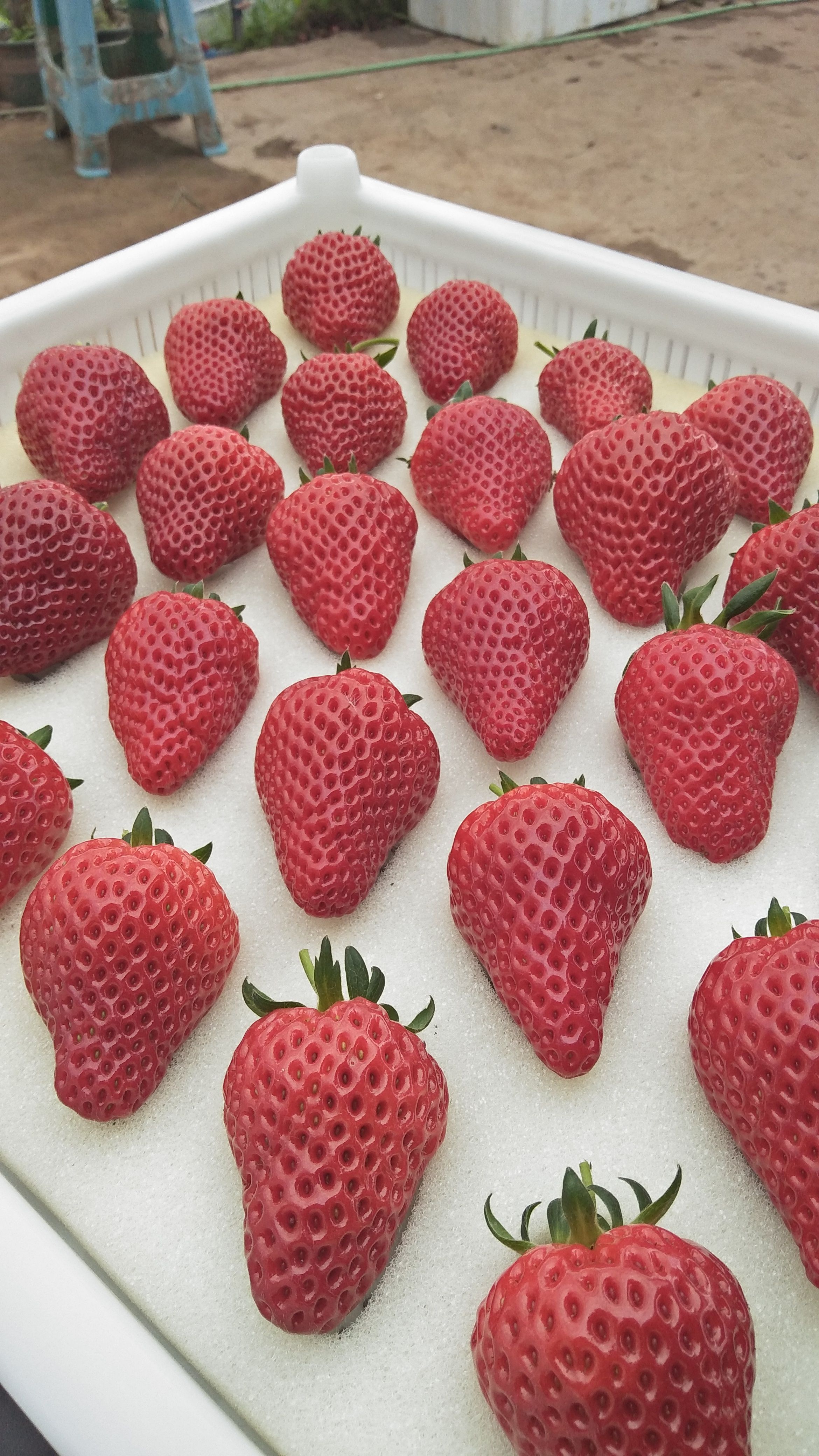 红颜草莓苗   天仙醉 醉侠 妙三 贵妃 久香 玫瑰香草莓苗