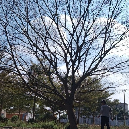 湛江大叶朴 朴树