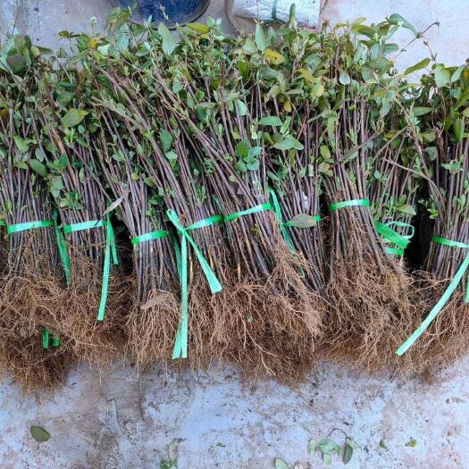 商洛四季金银花苗 四季树形金银花1.2.3.5年苗，金银花苗，产