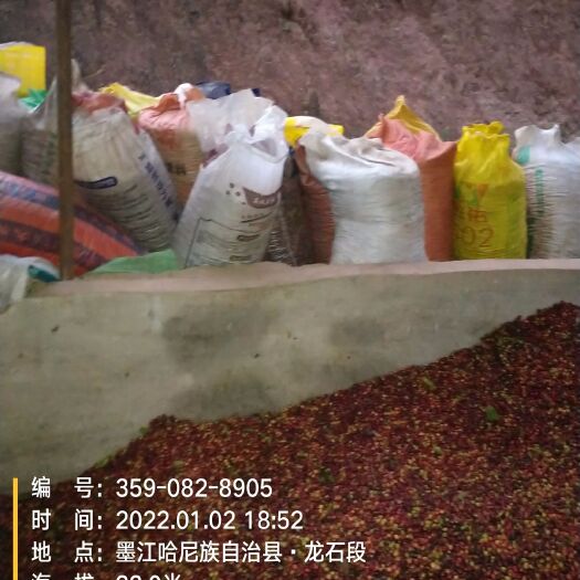 墨江县咖啡豆 6-12个月 