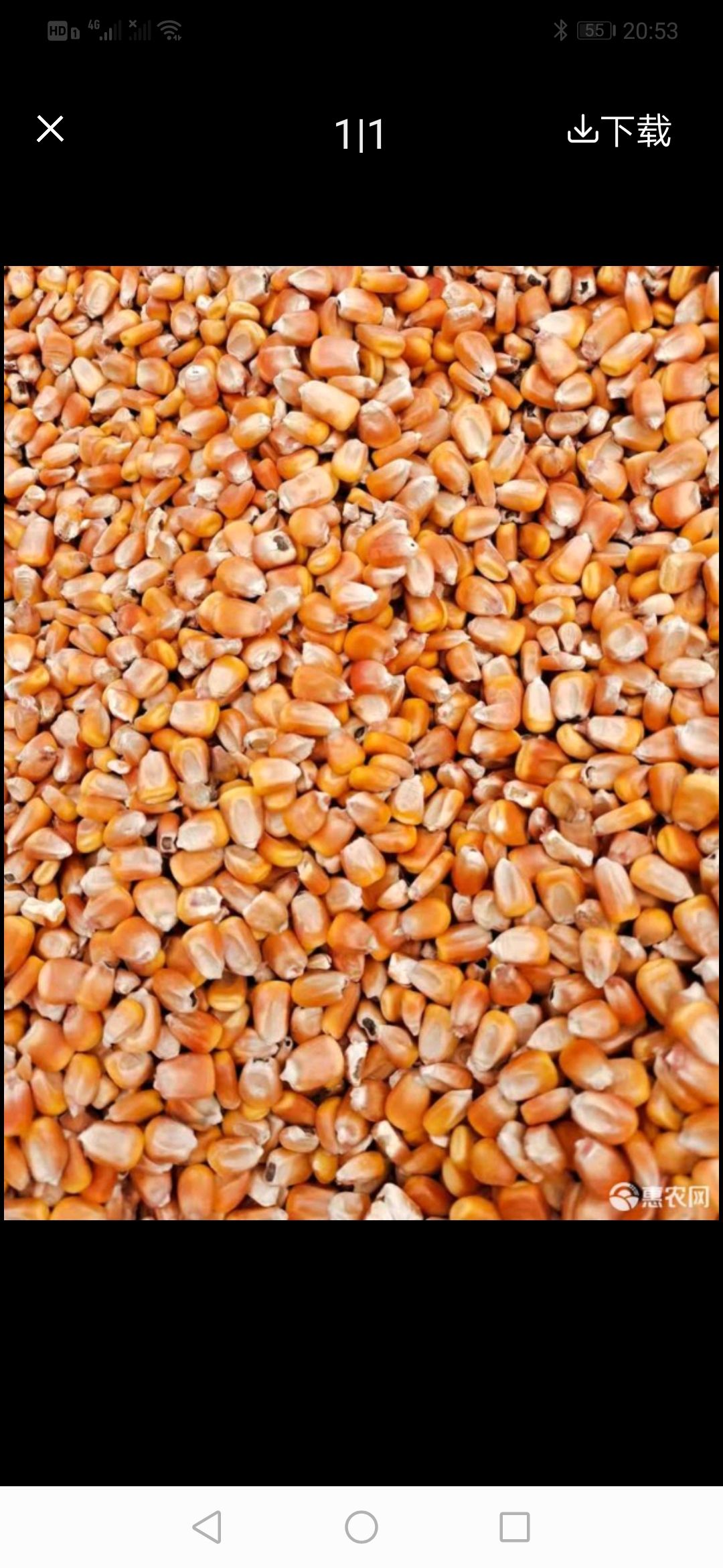 黄玉米粒  大净粮黄玉米 粒 优质玉米粒，无霉变，本地特产，