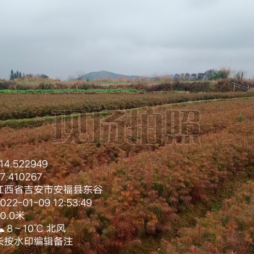 安福县杉木树苗 杉树苗