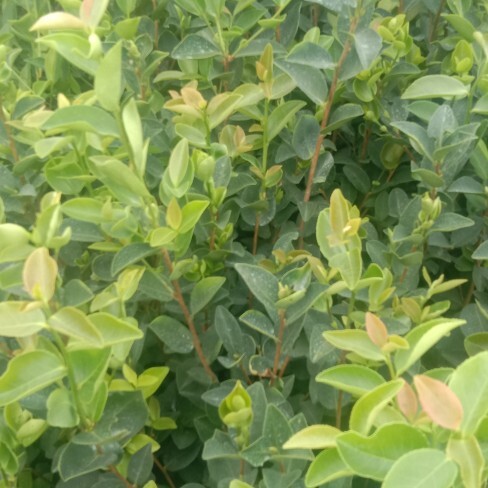 丰城市油茶树苗 长林系列油茶苗