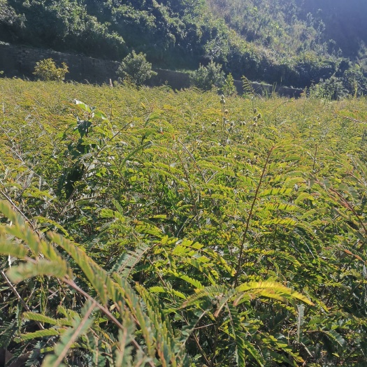 云县青橄榄苗 余甘苗（橄榄苗）