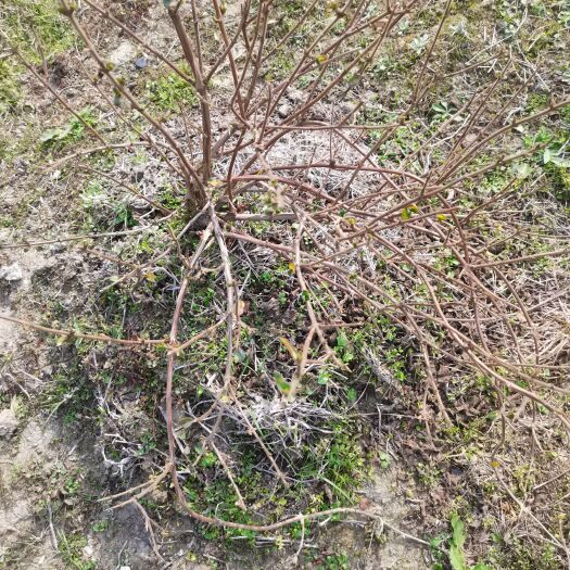丰城市 金银花苗