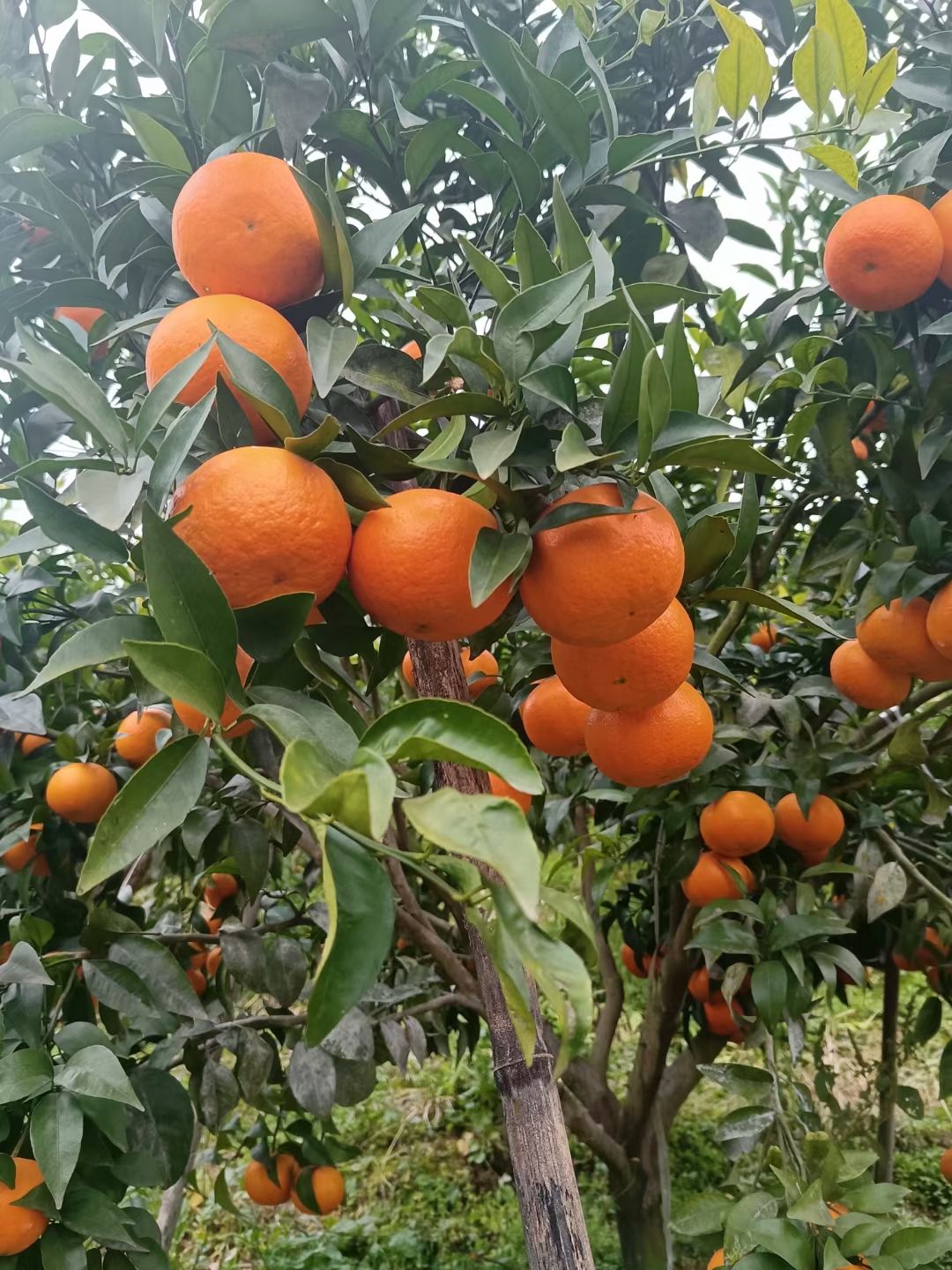  沃柑大量上市了，童少无欺，有需要的老板可以联系我