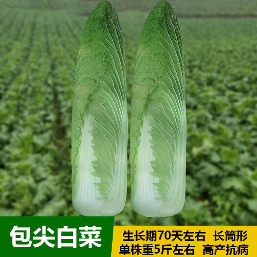 滦州市 大白菜