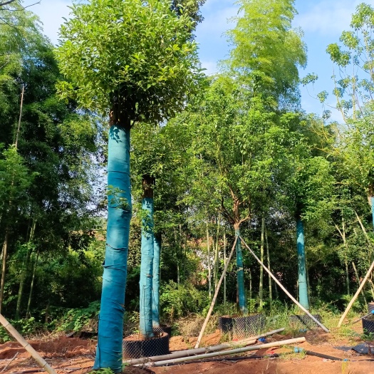 益阳 容器移植香樟