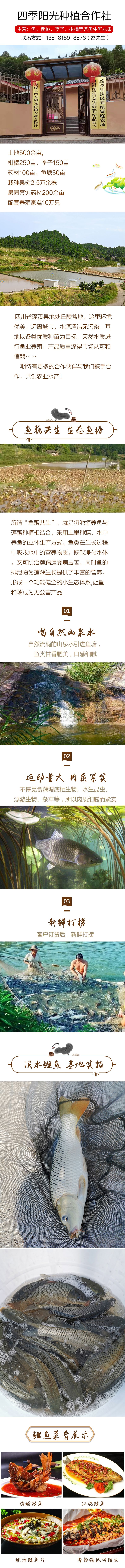 黄鲤鱼  基地鱼塘批发用于垂钓食用鲜活大鲤鱼草鱼鲫鱼花白莲青