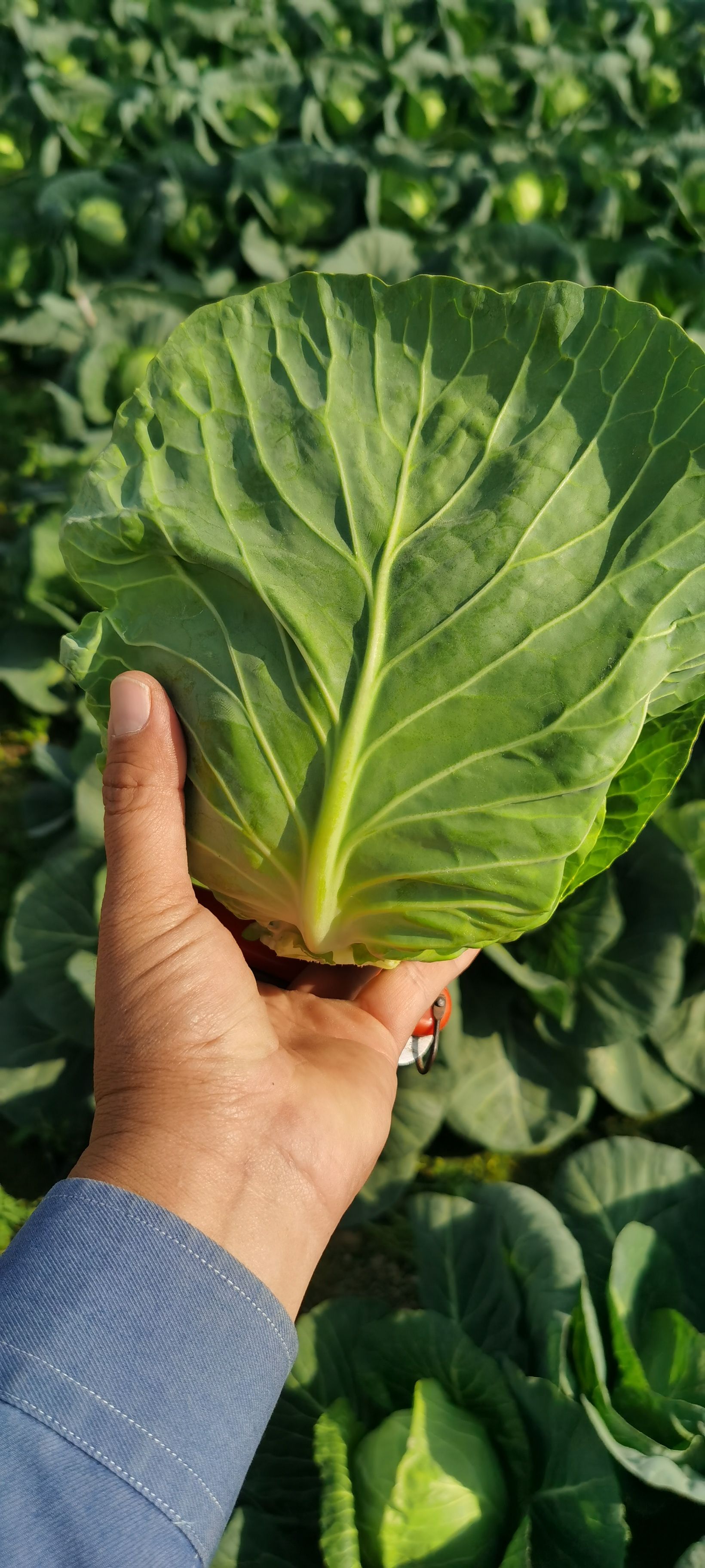 绿包菜 甘蓝菜大量上市了