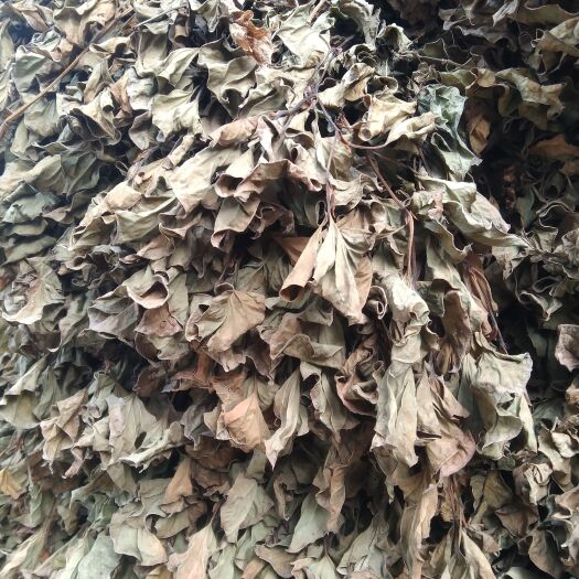 绵阳 鱼腥草