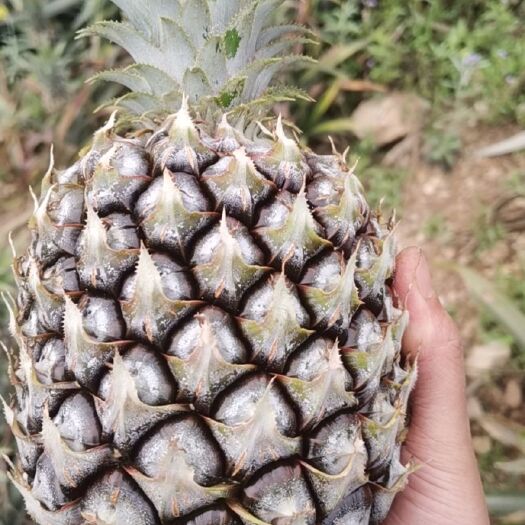 潍坊 菠萝