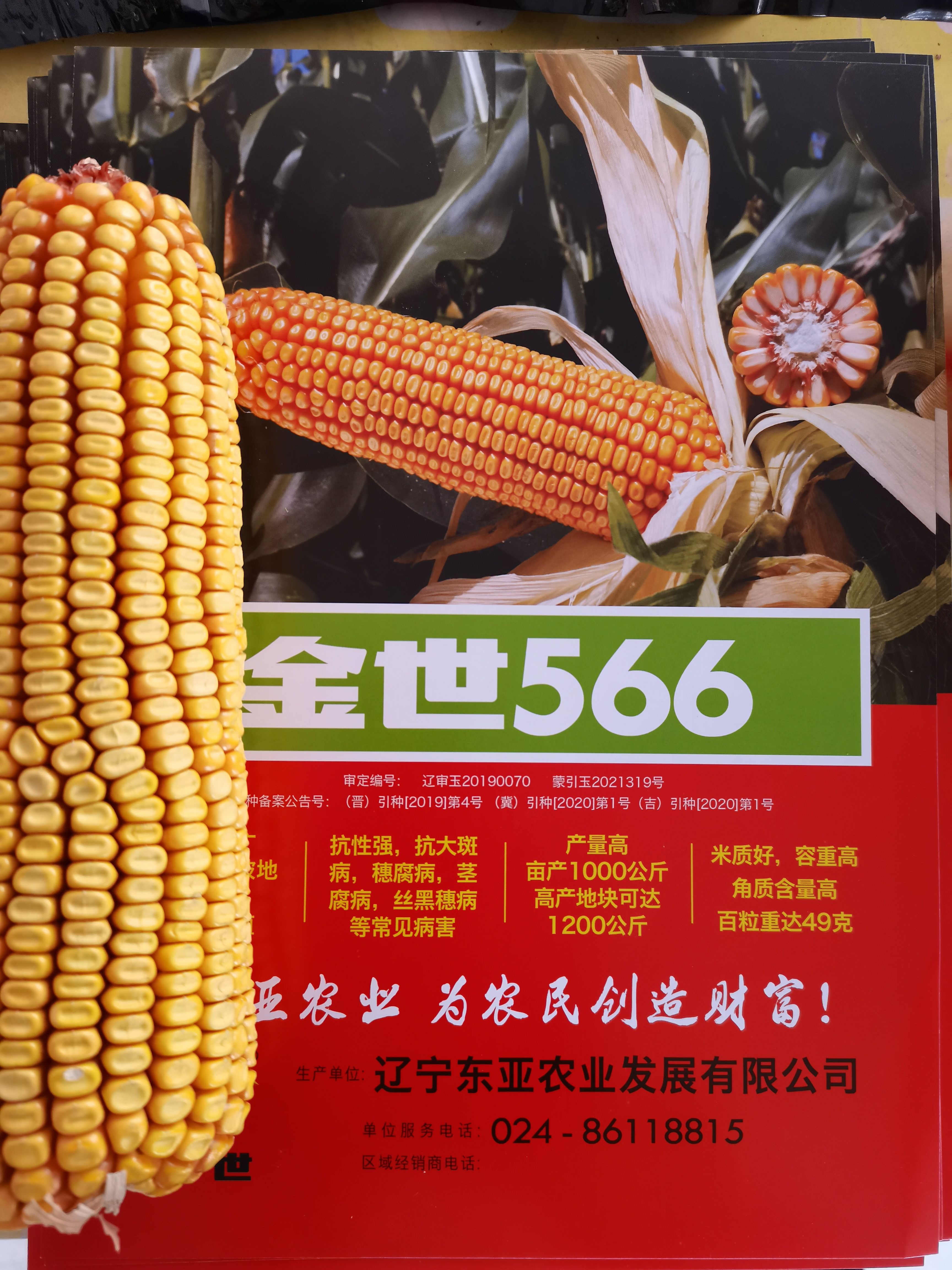 邯郸玉米种子金世566，高抗倒伏，高抗病虫害，粒重高达490克