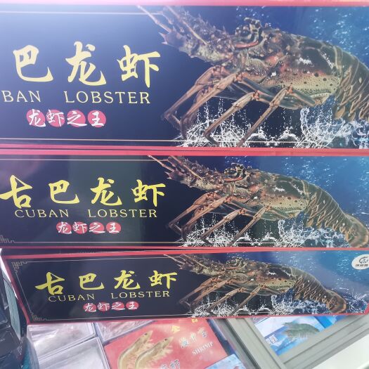 青岛古巴龙虾