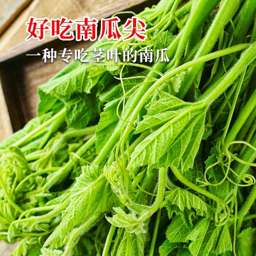 绵阳茎叶专用南瓜种子 专吃茎叶南瓜种子南瓜尖种子南瓜苗种子茎叶专