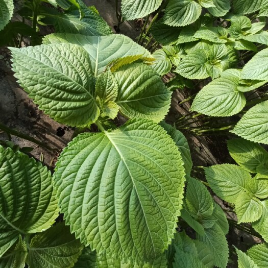 铁岭县新鲜紫苏子叶上市，全年有货  现摘现发货，自己种植基地