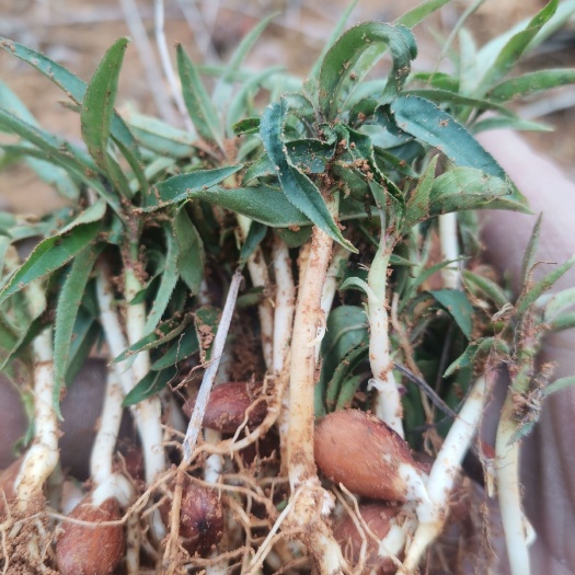 桂林毛桃苗  毛桃小苗，毛桃嫁接植生苗，毛桃芽苗