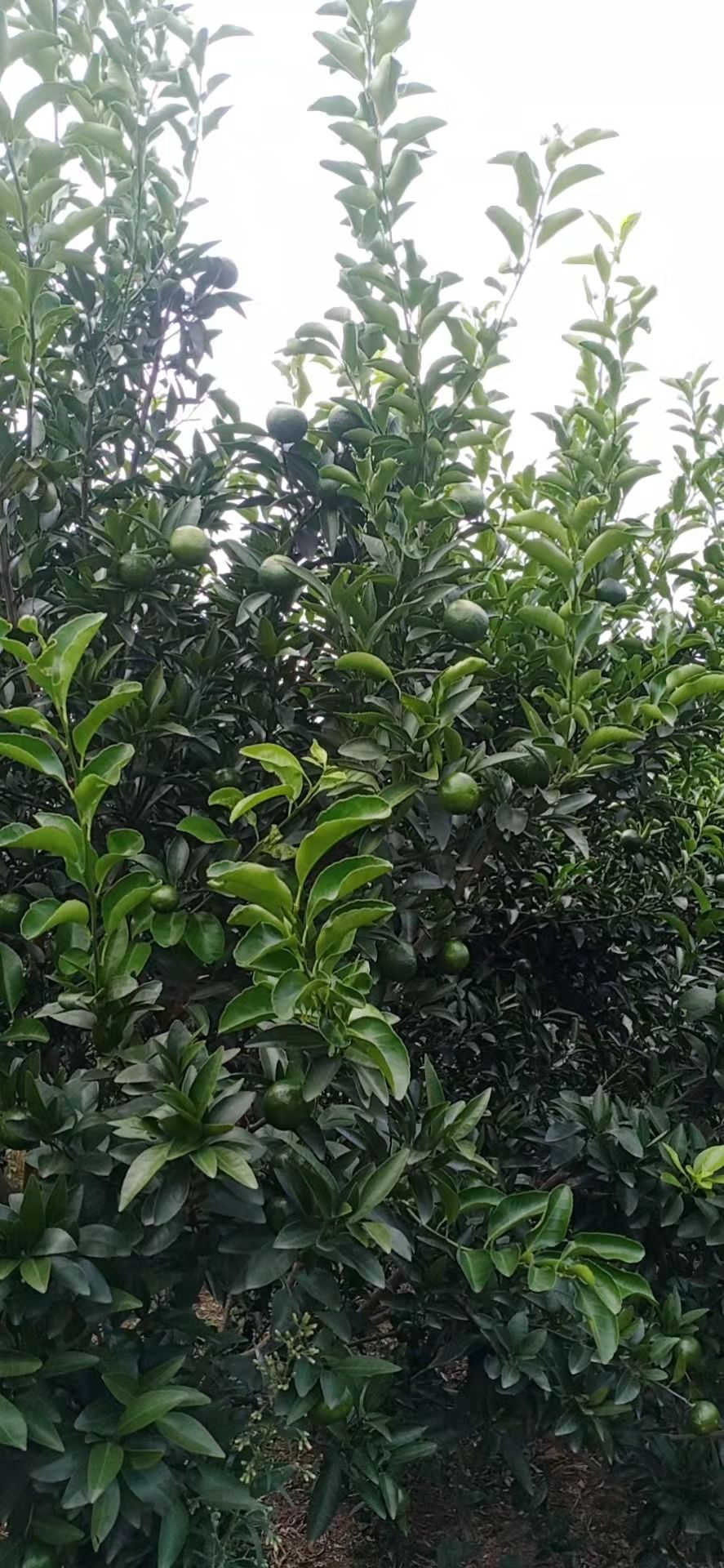 青香蜜桔苗 青香桔嫁接苗  青皮蜜桔苗