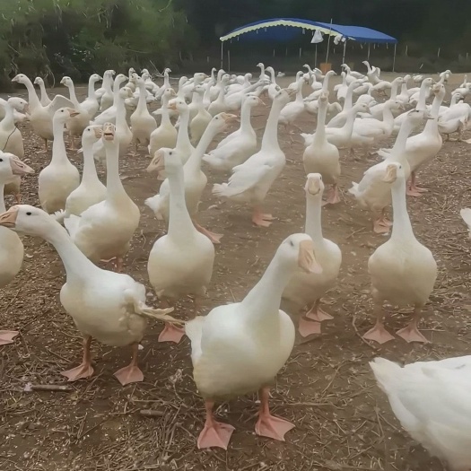 阳春市 阳春大白鹅