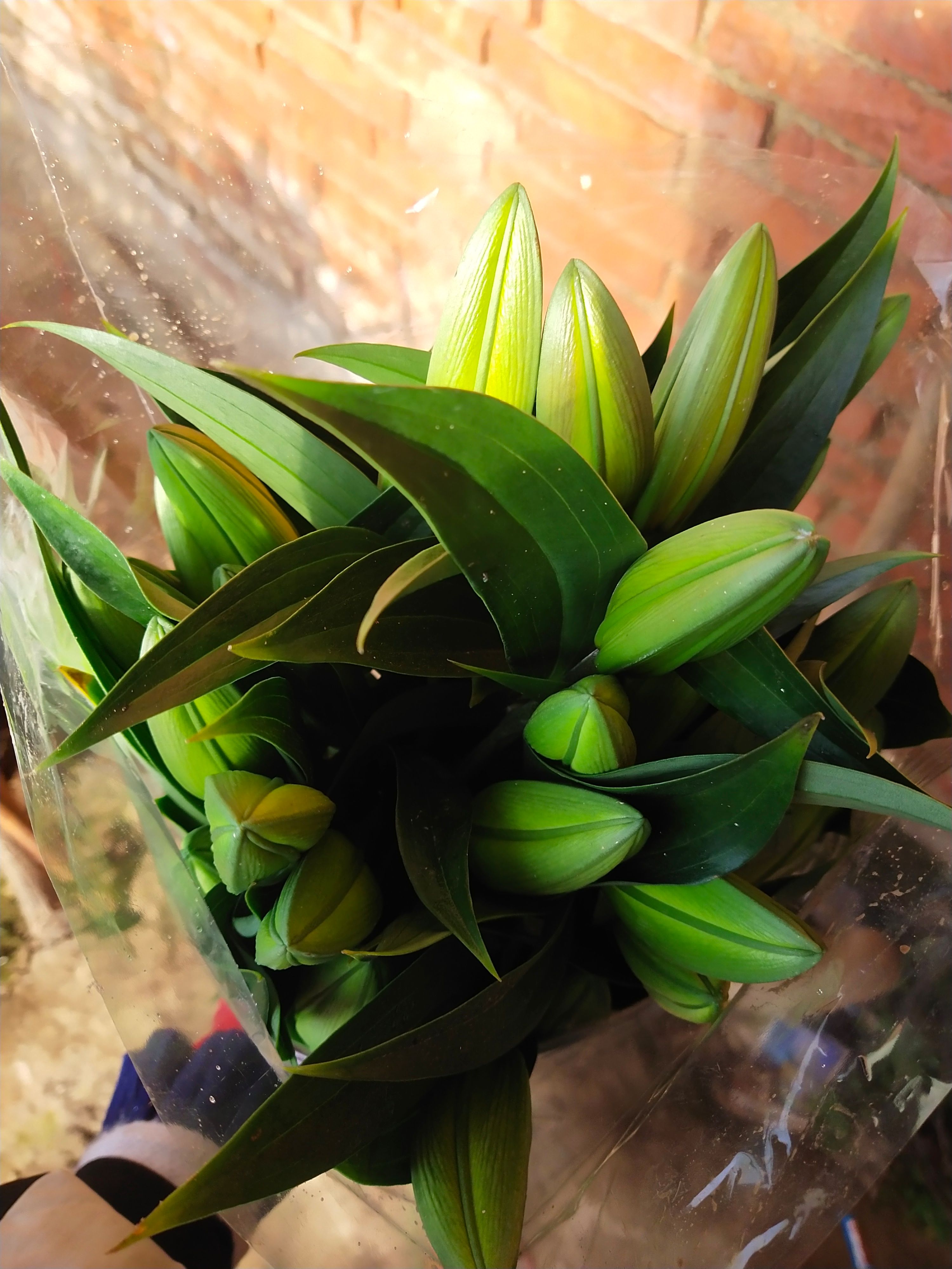 百合切花 